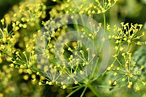 Dill plant Anethum graveolens yellow flowers