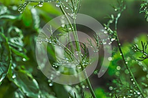 Dill plant that has been freshly watered