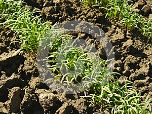 Dill seedlings