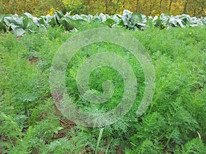 dill seedlings