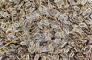 Dill seeds. Storage for seed dill seeds. Aromatic