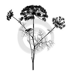 Dill silhouette isolated on white.