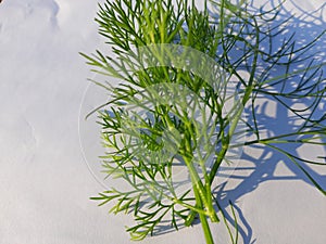 Dill or soy Anethum graveolens is a small perennial herb.