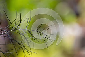 Dill Sprig on Bokeh Background