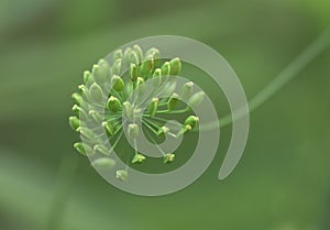 Dill sprig clusters macro