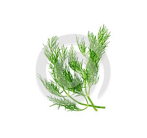 Dill sprig isolated. Fresh fennel twig, herb plant closeup, macro photo of fragrant dill twig