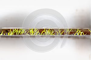 Dill sprout seedlings emerging from a planter box outdoors, with a narrow view to the leaves through fence boards, which are