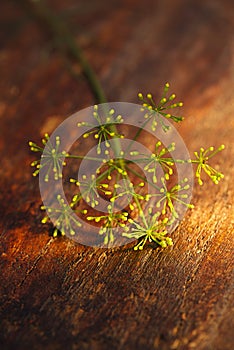 Dill stem in goldish autunm fall colors