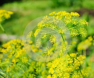 Dill umbel photo