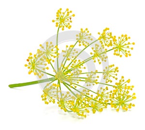 Dill Umbel photo