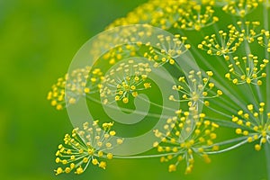 Dill Umbel Close-Up photo