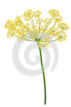 Dill Umbel Isolated