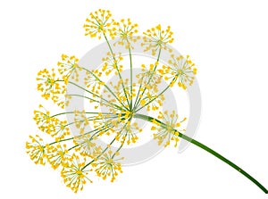 Dill Umbel Isolated