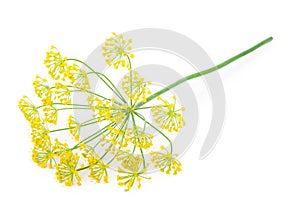 Dill Umbel Isolated photo