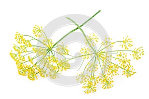 Dill Umbel Isolated photo