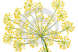 Dill Umbel Isolated photo