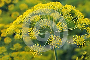 Dill. Umbelliferous aromatic Eurasian plant