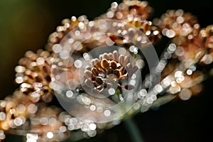 Dill umbels with dew drops