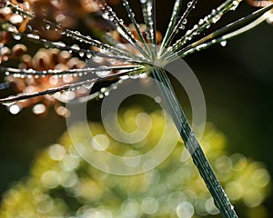 Dill umbels with dew drops