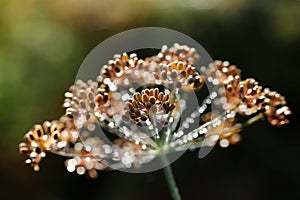 Dill umbels with dew drops