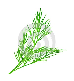 Dill vector illustration