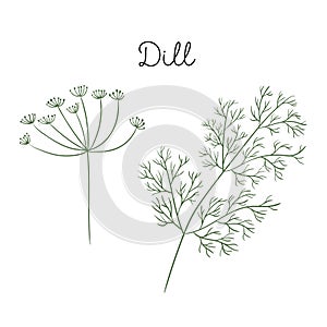 Dill vector illustration