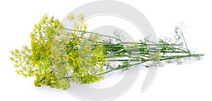 Dill on white.