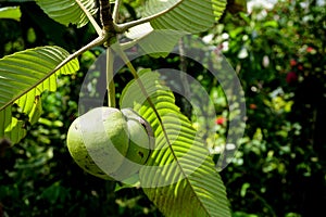 Dillenia indica, commonly known as elephant apple, is a species of Dillenia native to China and tropical Asia