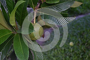 Dillenia indica, elephant apple, chulta