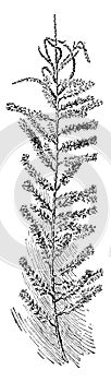 Dilleniid, dicot, genus, Tamarix, Parviflora, Tamarix vintage illustration