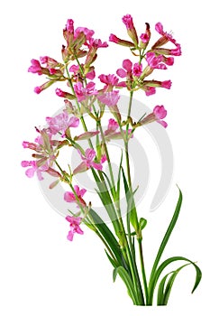 Dilleniidae Wild Flowers