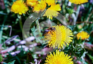 Dilligent honeybee collecting the pollen at early spring