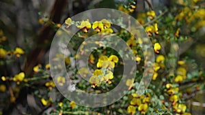 Dillwynia retorta shrub in bloom footage moves from soft focus to an in-focus reveal of the bright flowers