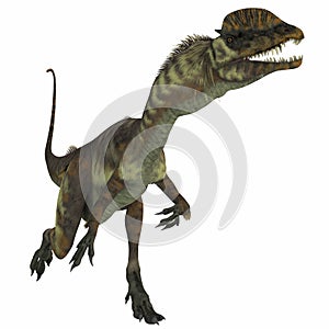 Dilophosaurus Dinosaur over White