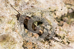 Dilta hibernica bristletail, a primitive insect