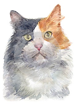 Water colour painting of Dilute calico Cat 050 photo