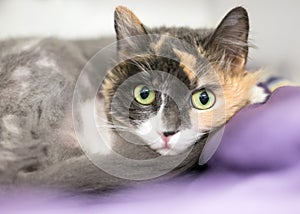 A Dilute Calico cat curled up on a blanket