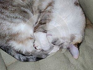 Dilute calico cat curled up and sleeping