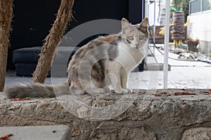 Dilute Calico Cat on a Stone Wall photo