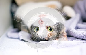 A Dilute Calico cat lying upside down on its back