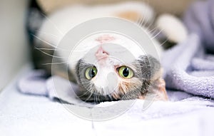 A Dilute Calico cat lying upside down on its back photo