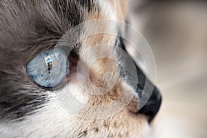 Dilute calico closeup photo