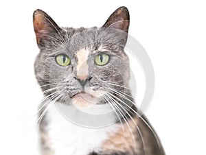 A Dilute Calico domestic shorthair cat with green eyes