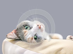 A Dilute Calico domestic shorthair cat with lying upside down in a cat bed