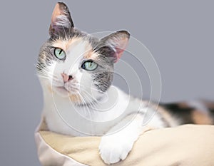 A Dilute Calico domestic shorthair cat with a curious expression relaxing in a cat bed photo