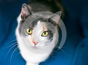 A Dilute Calico domestic shorthair cat with yellow eyes