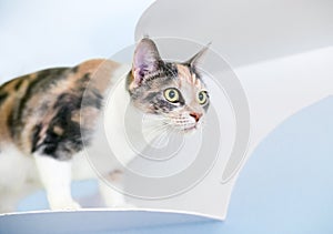 A Dilute Calico domestic shorthaired cat standing on a wall-mounted cat perch