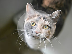 A Dilute Calico shorthair cat looking up at the camera