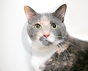 A dilute calico shorthair cat with wide eyes and dilated pupils