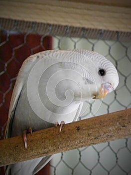 Dilute Grey baby Budgie photo